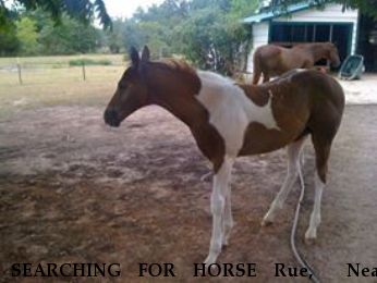 SEARCHING FOR HORSE Rue,  Near Wichita Falls, TX, 76301